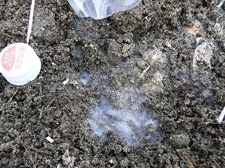 Em菌による土壌改良で 土の表面に白カビが生えるとうまくいっている印です