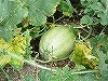 P1150360.jpg