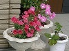 P1150363.jpg